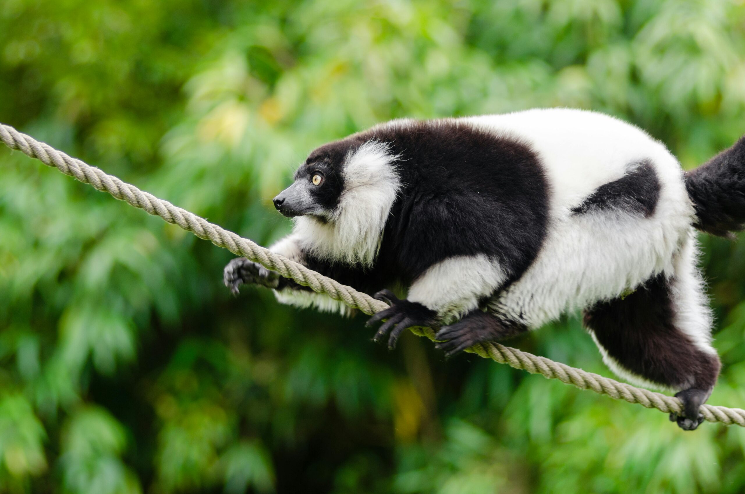 Black and white lemur walking on a rope in a green forest background