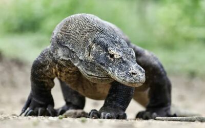 The world’s most threatening animals