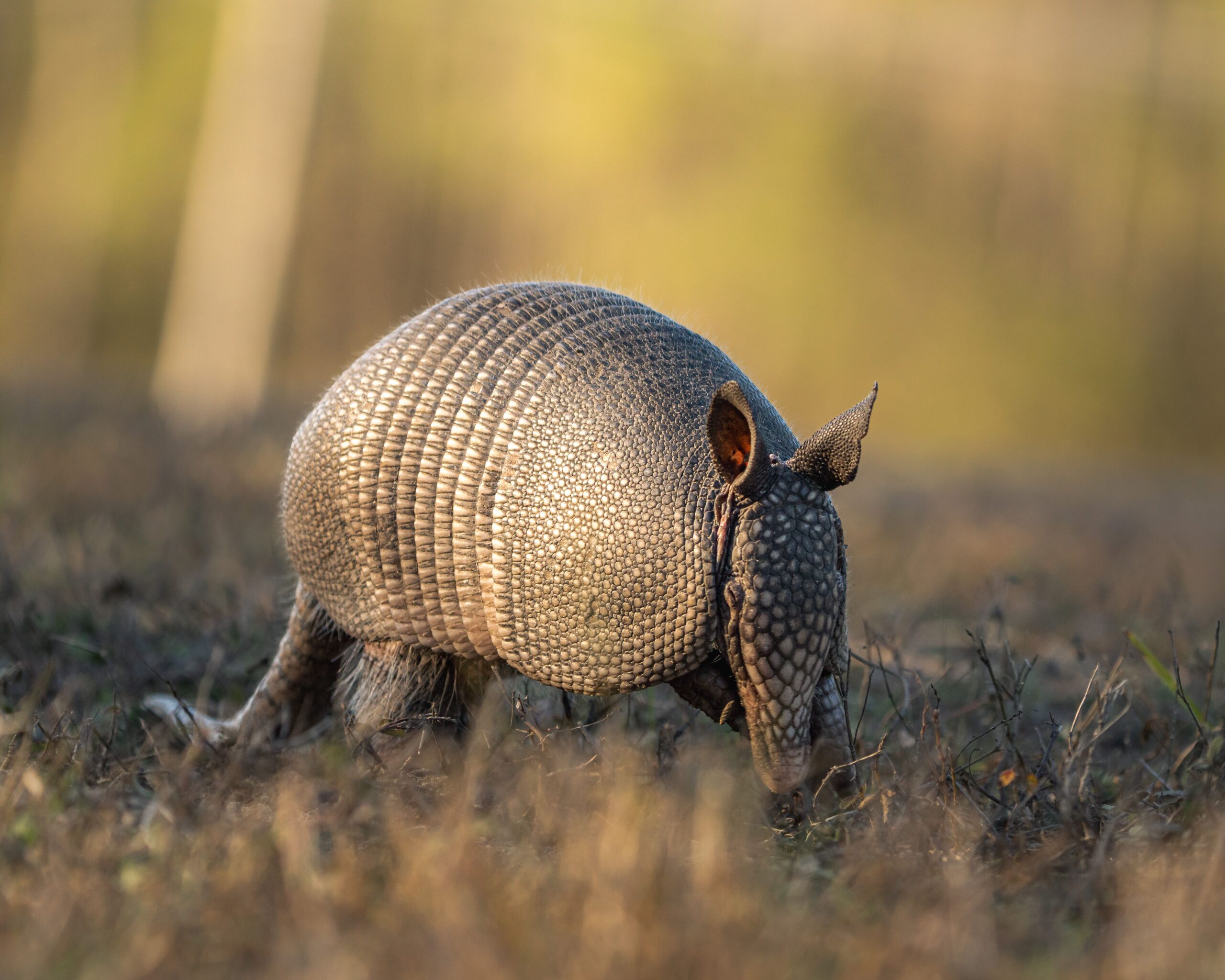 Pangolin animal